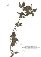 藏品(狹葉莢蒾)的圖片